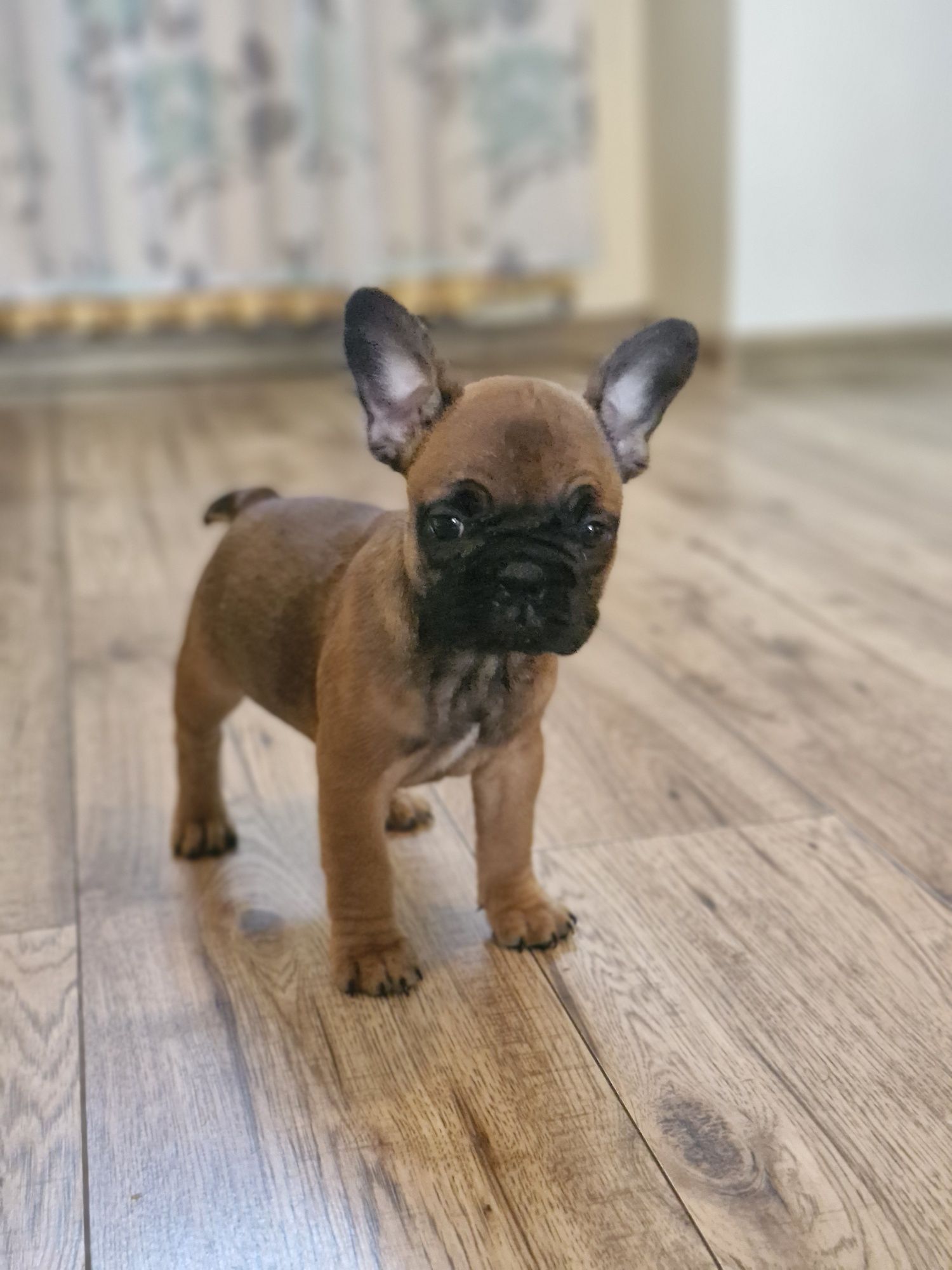 Buldog francuski