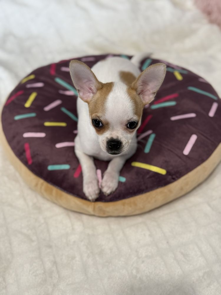 Piesek chihuahua bialy GOTOWY DO ODBIORU