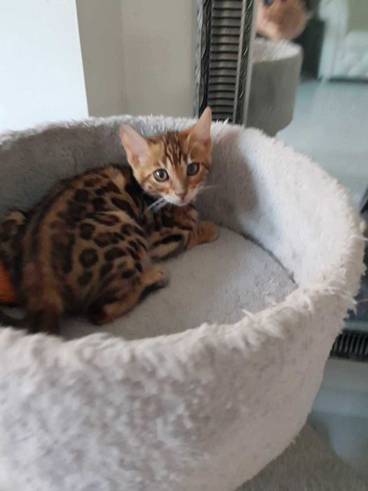 Kocurek rasy Bengalskiej