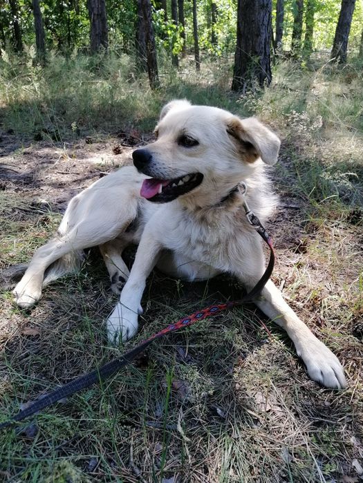ŻUREK młody spokojny piesek poleca się do adopcji