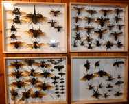 GABLOTA entomologiczna na zamówienie...chrząszcze