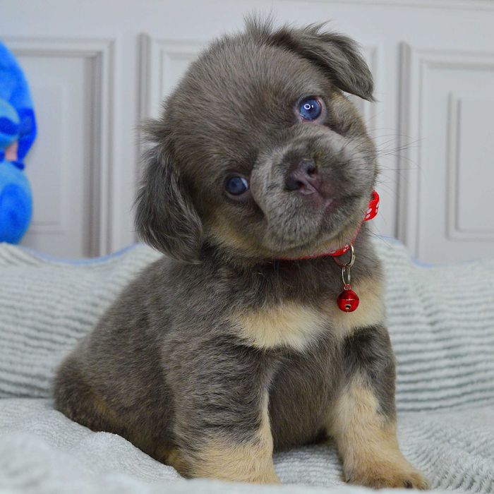 Неймовірні малюки у пошуках люблячих родин!