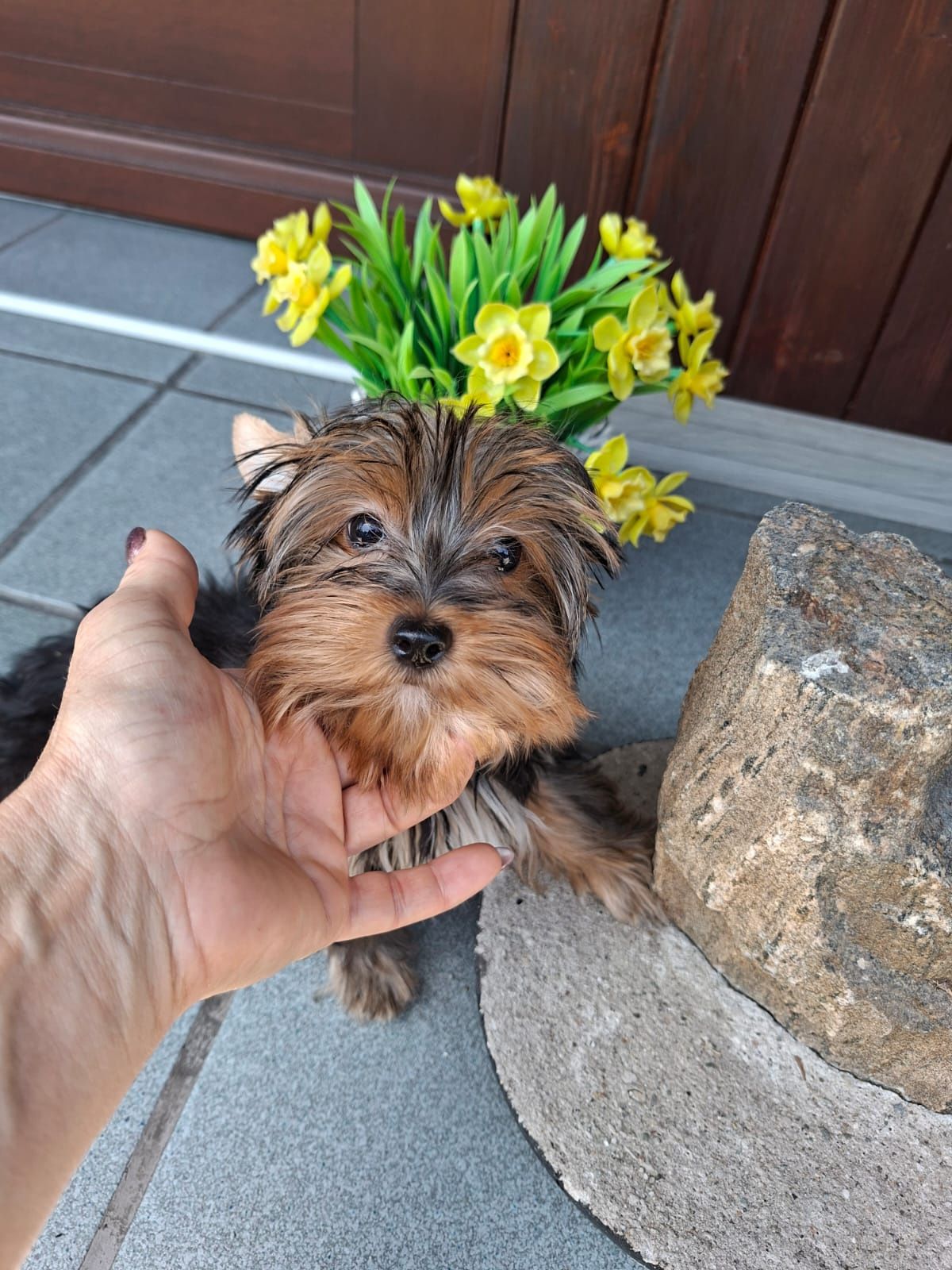Chłopiec Yorkshire Terrier