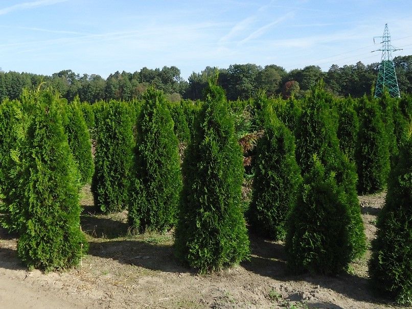 Thuja Smaragd 100,120,140,150 cm! Tuja Szmaragd! Dowóz! Tuje! Sadzimy