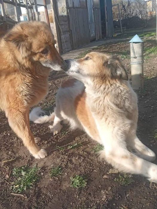 Отдам даром в добрые руки собачек