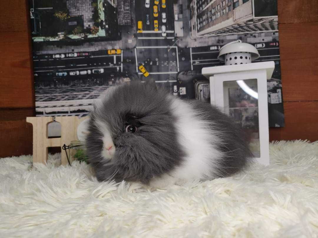 Króliczki Karzełki Teddy. Piękne maluszki do rezerwacji.