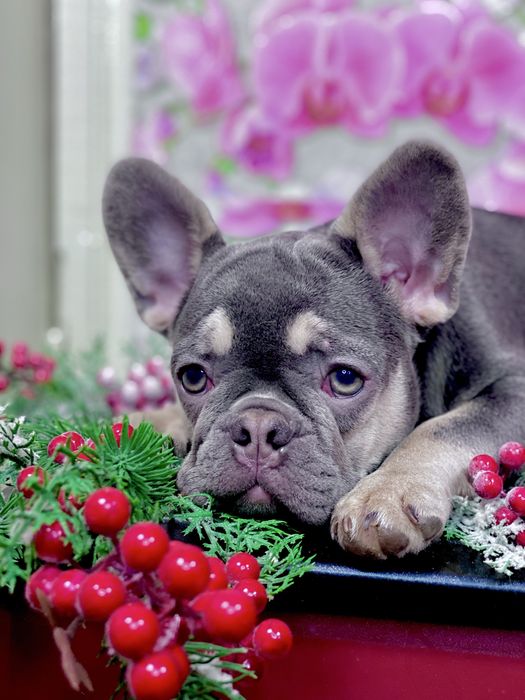 Дівчинка Лілак Тан‼️