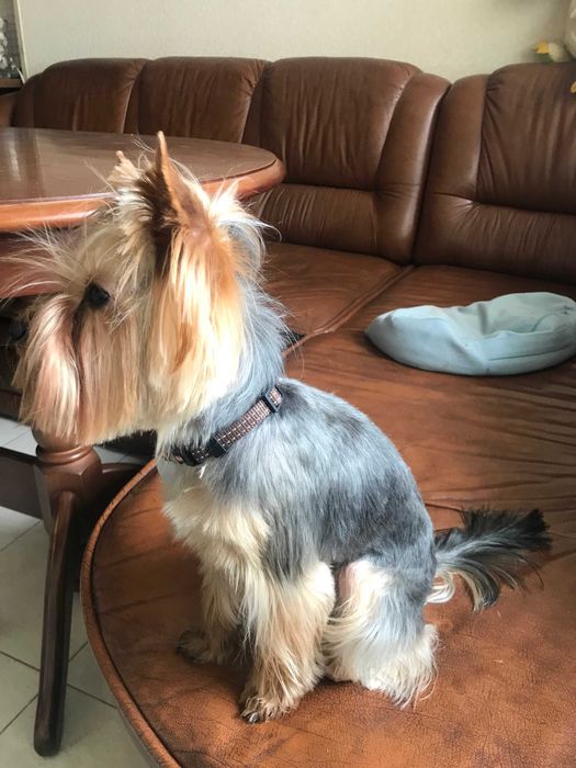 Йорк- мальчик, (родители - чемпионы) ищет подругу. Срочно.