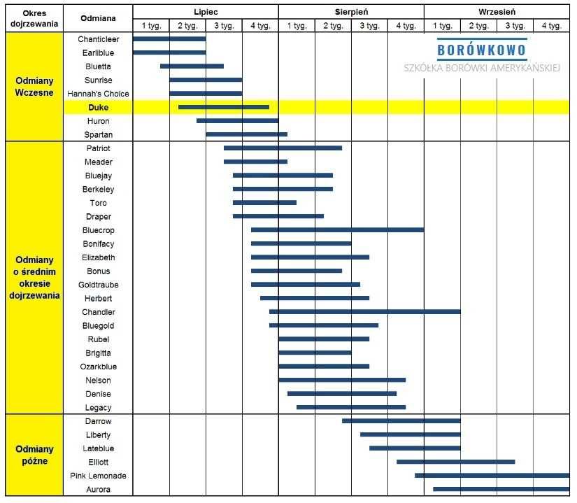 BORÓWKA Amerykańska CHANDLER Największe Owoce 3lata 5litrów