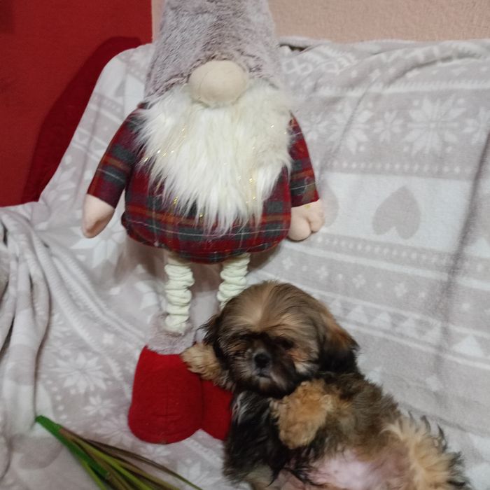 Piesek shih TZU z rodowodem