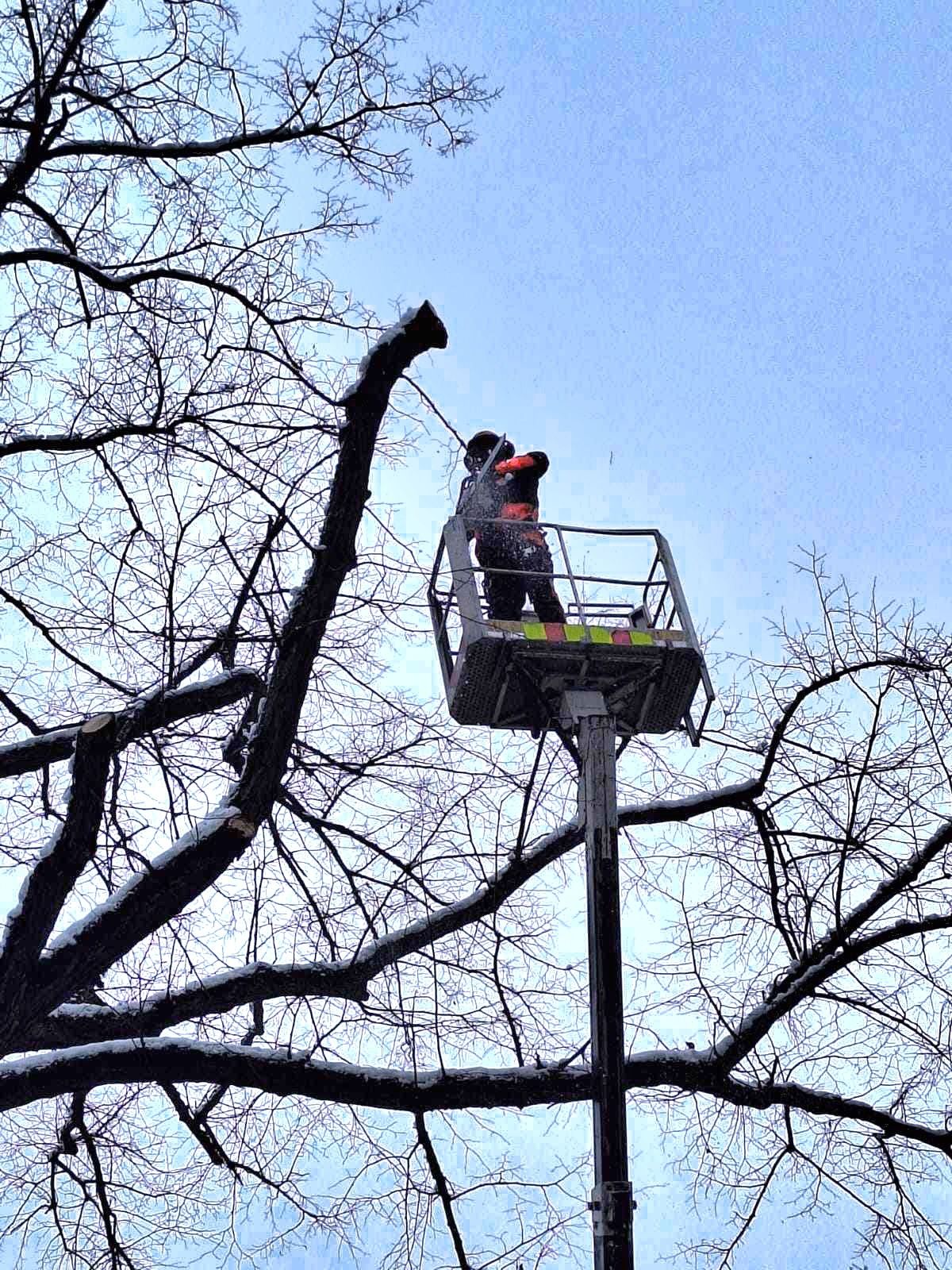 Wycinka Drzew Pielęgnacja Przycinka Drzew Arborysta Pabianice