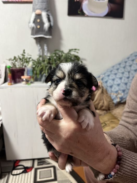 Собачка маленької породи в добрі руки