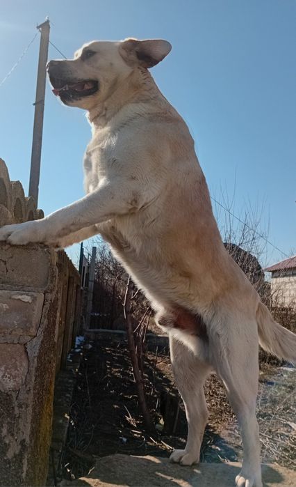 Вязка Лабрадор-Ретривер