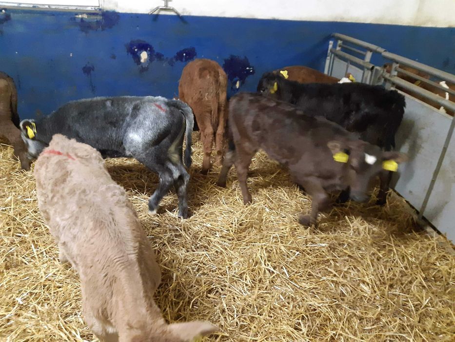 Cielęta, cielaki, byczki oraz jałówki mięsne, MM,MS,HF transport