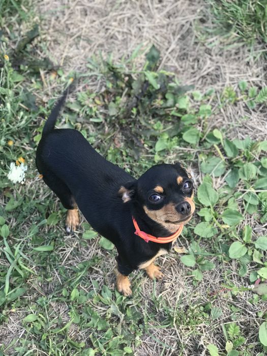 Вязка той терьера сучки «Джесси»