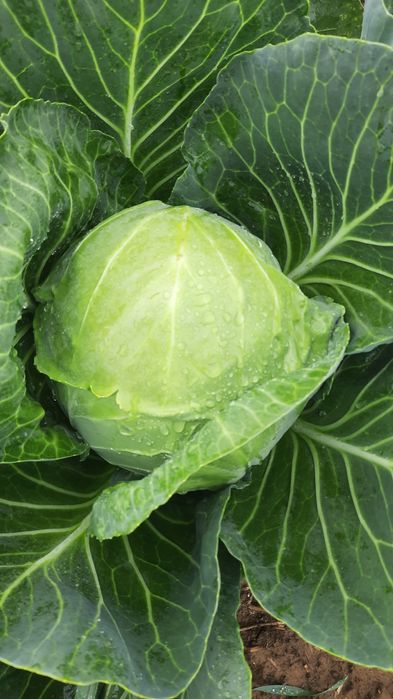 Sprzedam kapuste biała