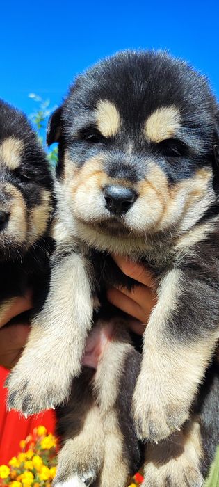 Маю цуценят ! Продаж