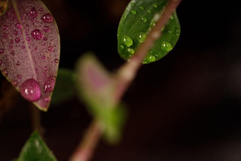 Terrarium gekon tropikalne 40x40x60