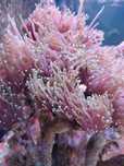 Euphyllia glabrescens Hellfire