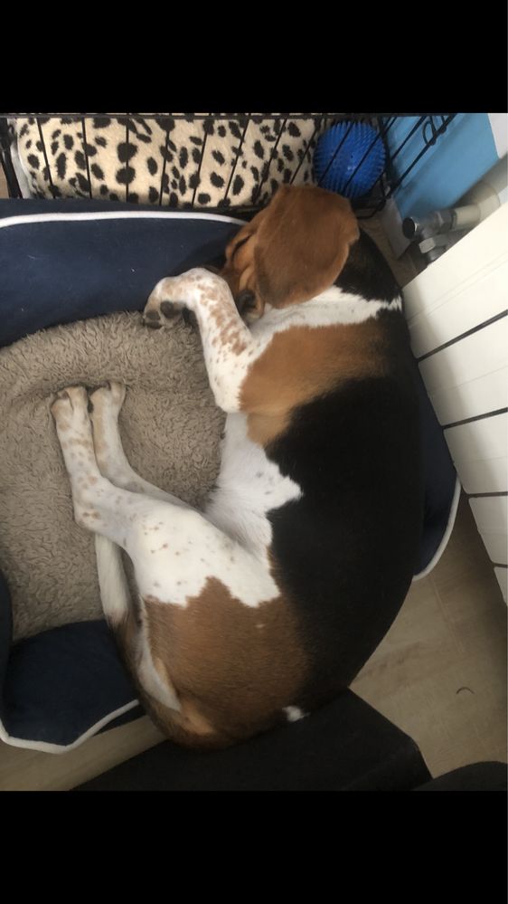 Doação de beagle