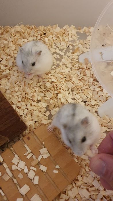 Hamsteres anões russos