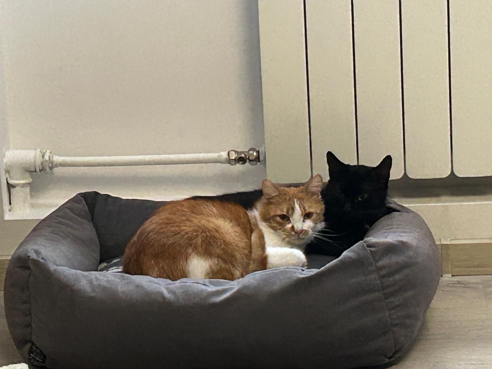 Młode kotki do adopcji