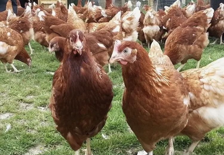 Ломан Браун інкубаційні яйця