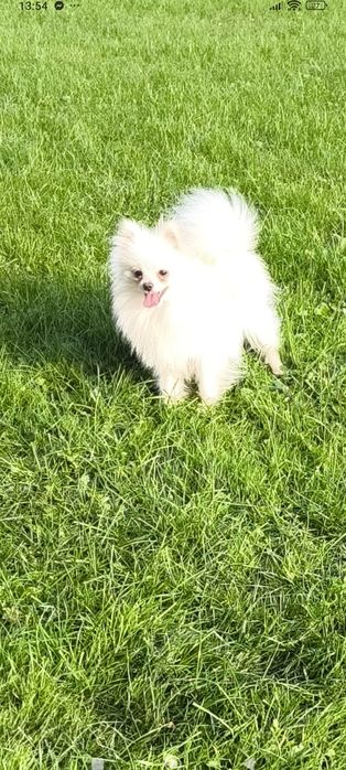 Szpic miniaturowy pomeranian biały pies