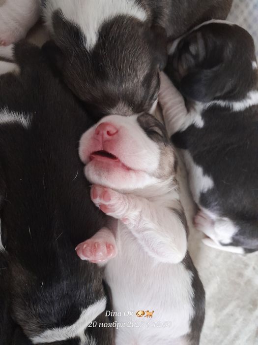 Дітки бігля, бронь