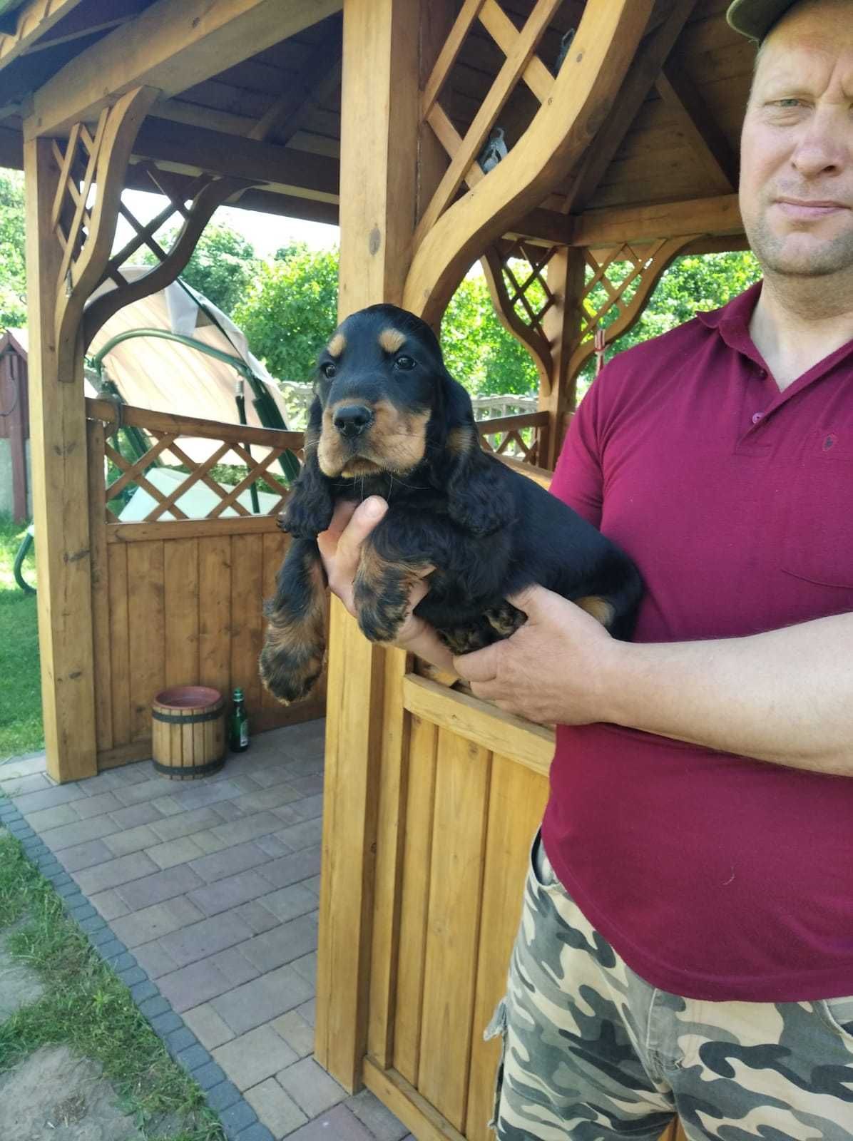 cocker spaniel angielski