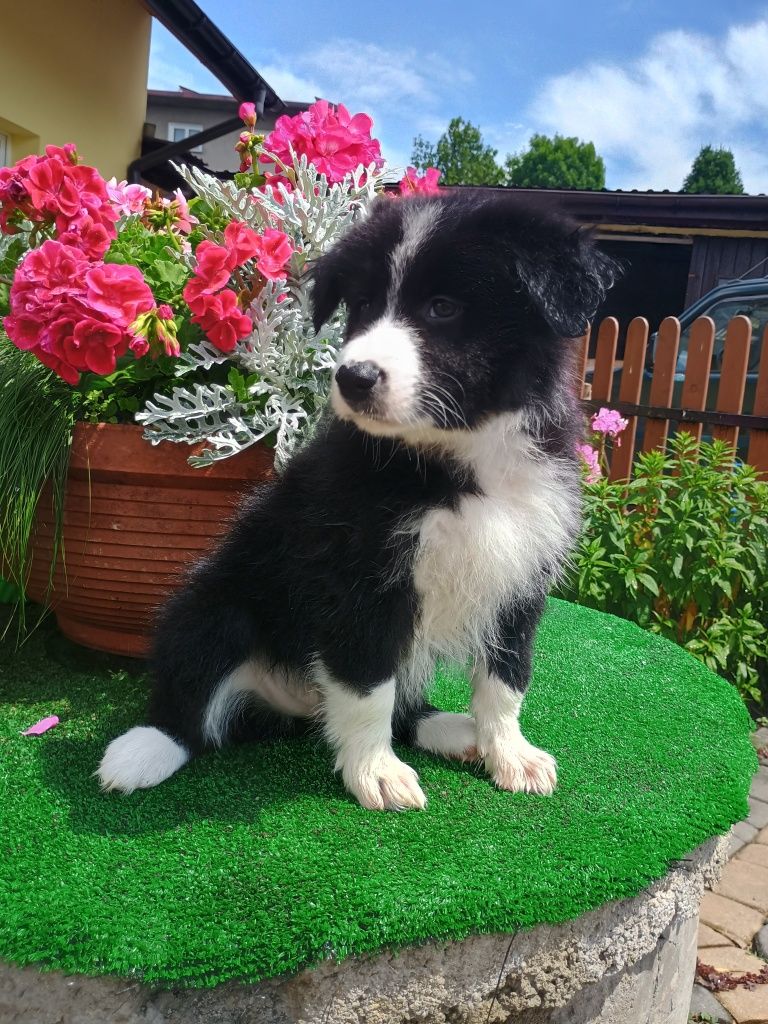 Border Collie,  szczeniak