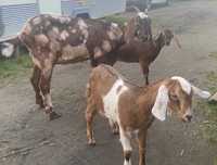 Koza,  kuzki Anglonubijskie Kozy