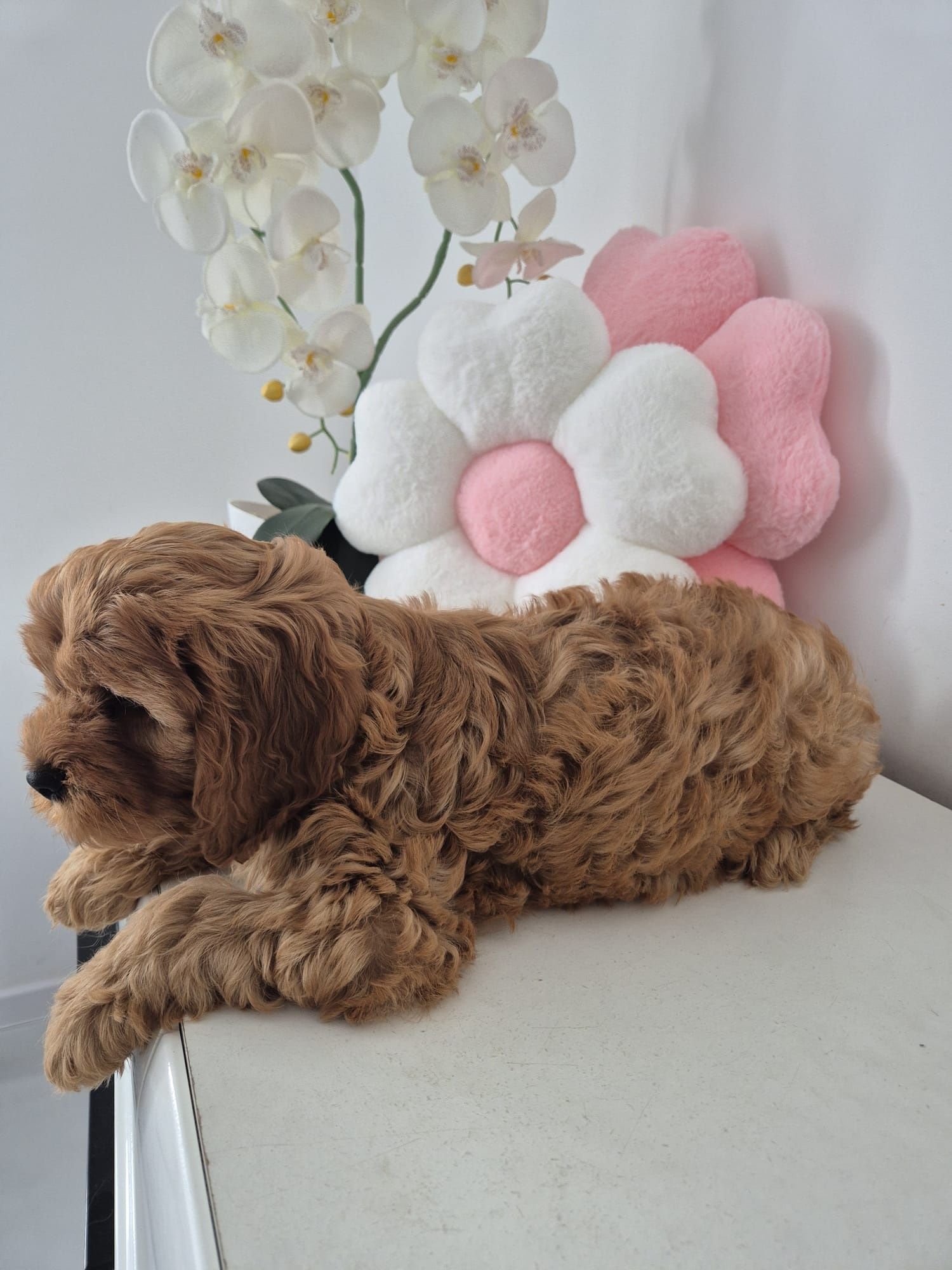 Piesio Cavapoo F1 Cavalier - Pudel