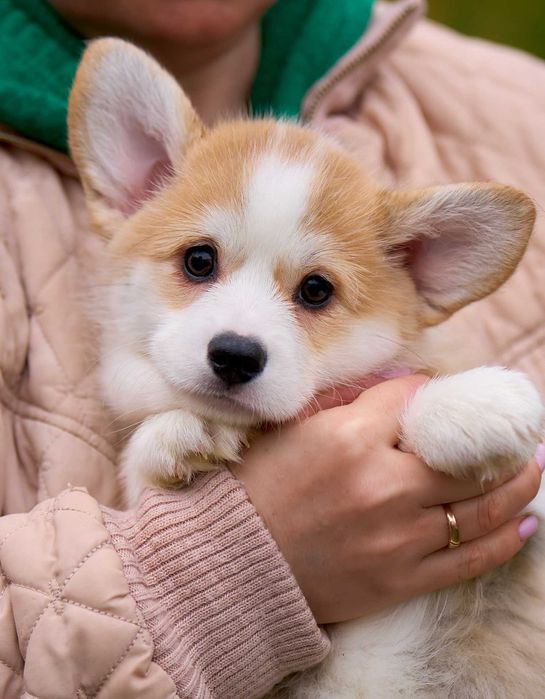 Welsh Corgi Pembroke – suczka FCI gotowa do odbioru (FB Alona Aleant)