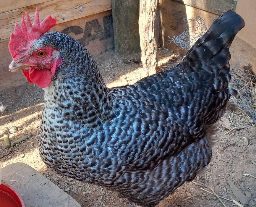 Sabor do Campo – Da natureza para a tua mesa.