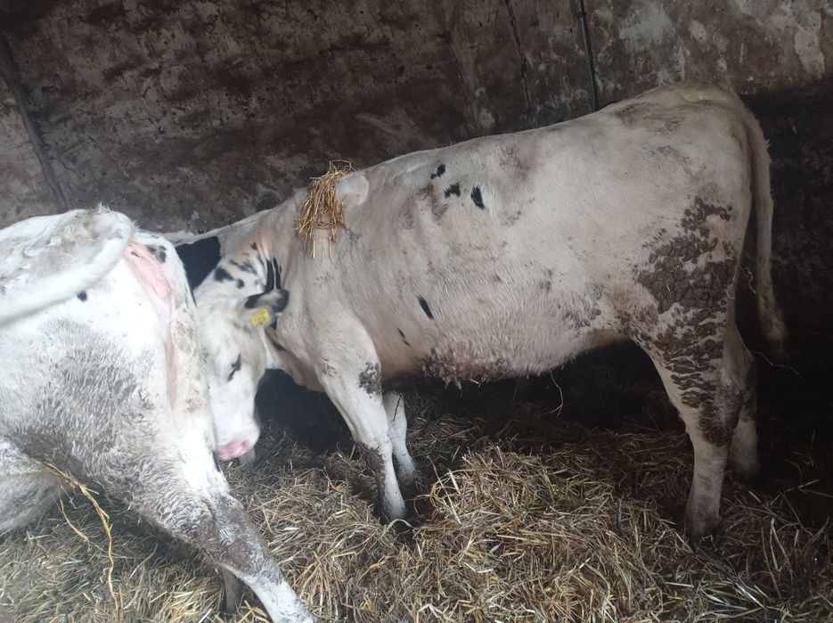 Jałówki cielne   styczeń/luty