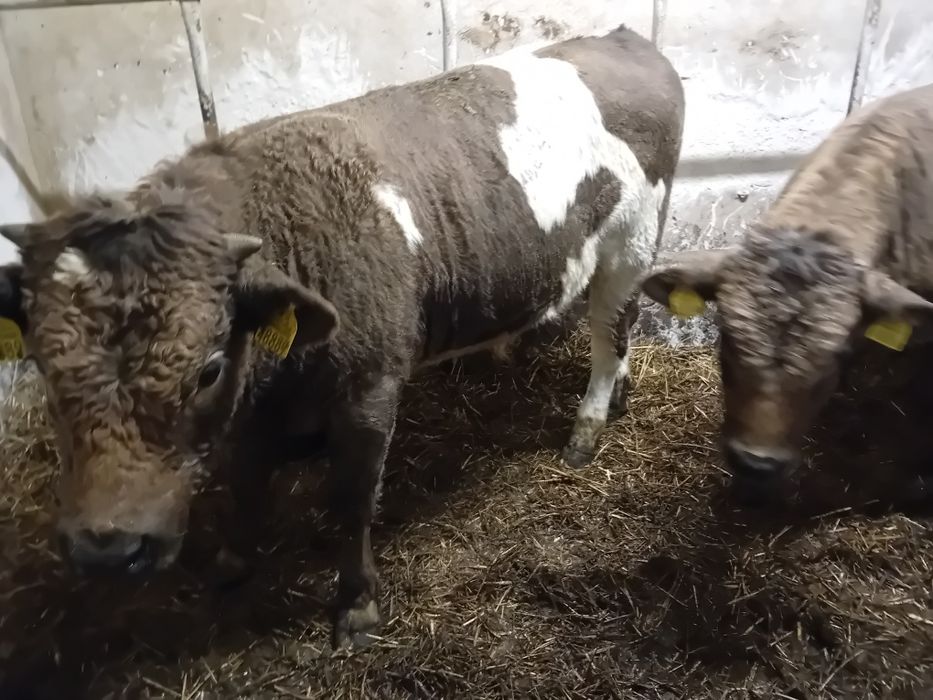 Sprzedam 3 Byki Siwe 5 jałowek simetal 300 kg