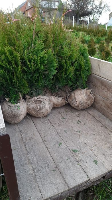 Tuje szmaragd kopane z gruntu