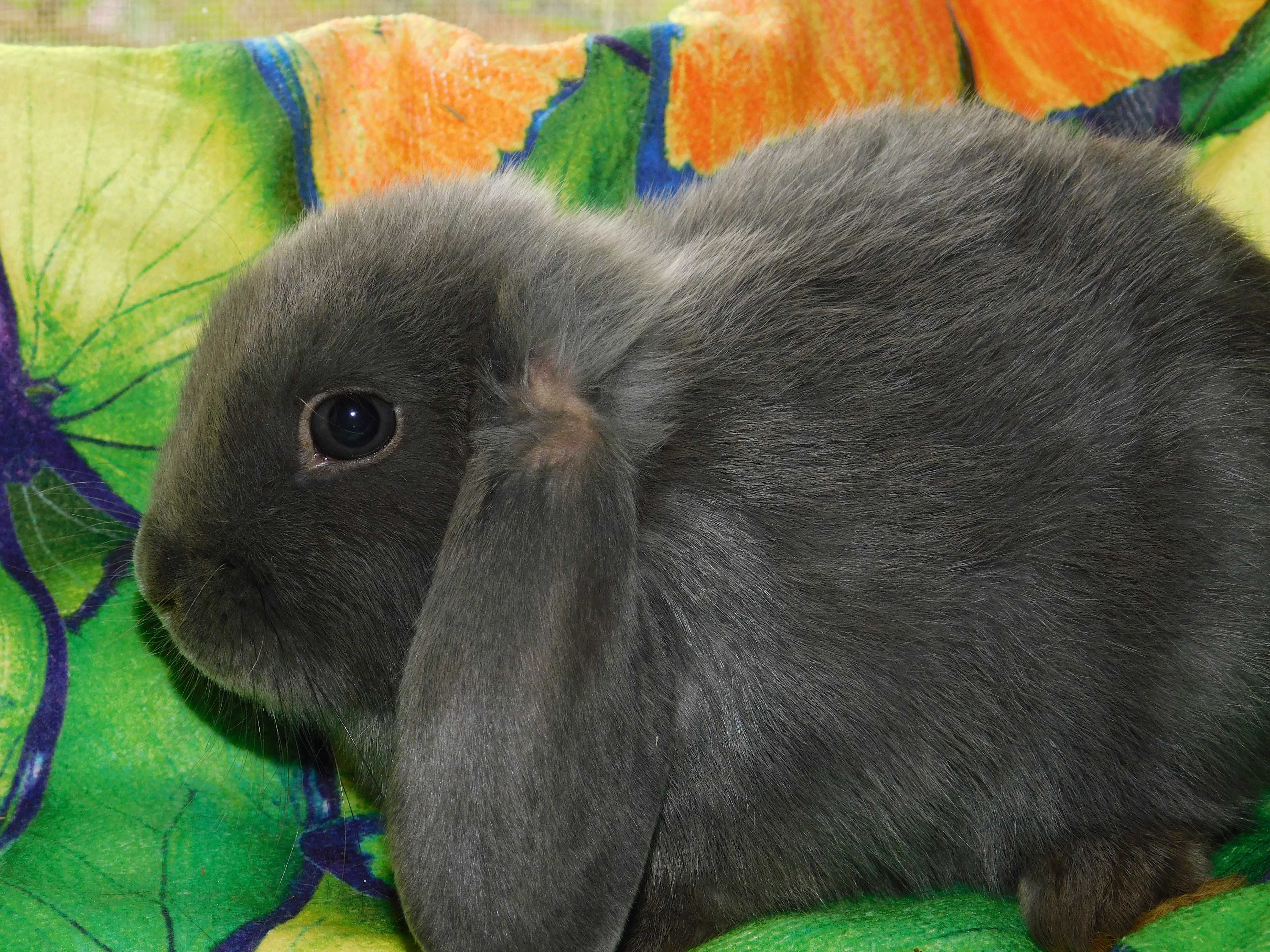 Mini lop samiczka niebieska