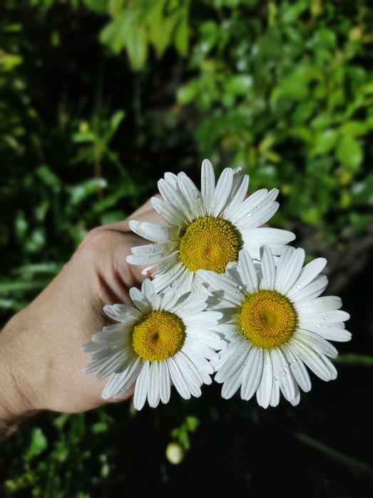 Ромашка садовая, рудбекия