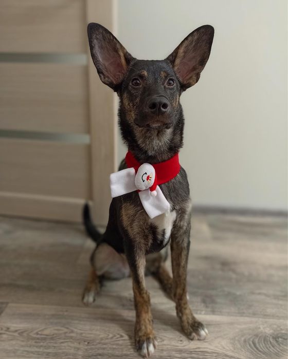 Цуценя Дівчинка на імʼя Кода шукає родину