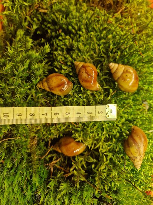 Подарунковий набір УляСет5 Ахатина Фуліка