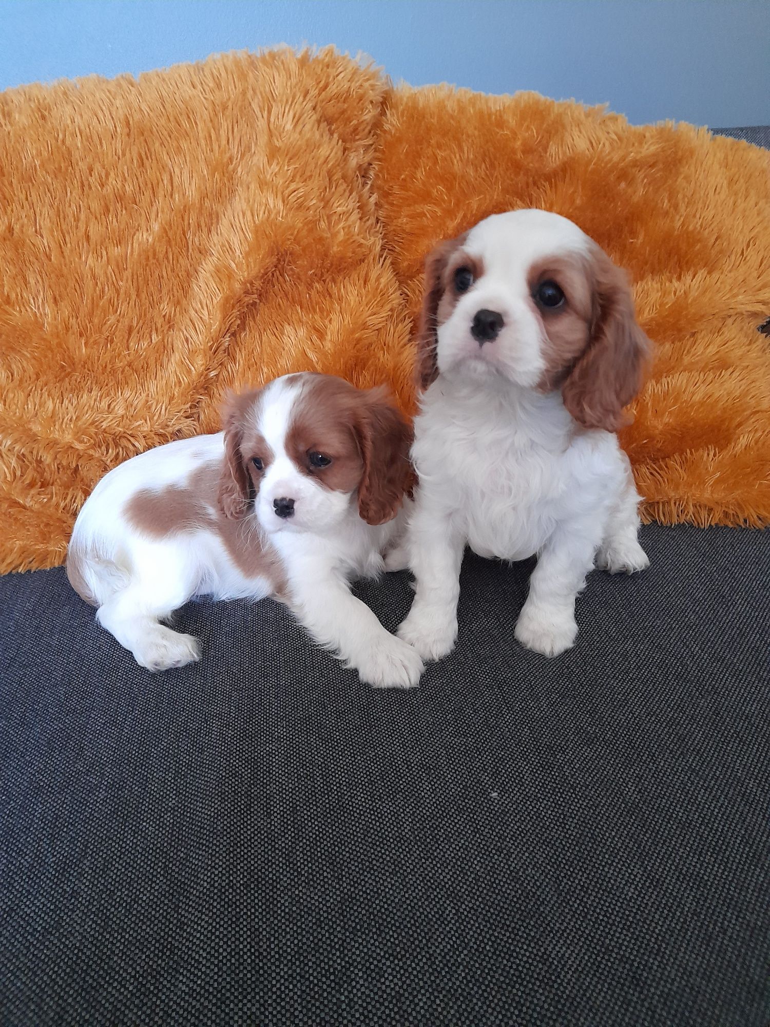 Szczeniaczek Cavalier King Charles Spaniel