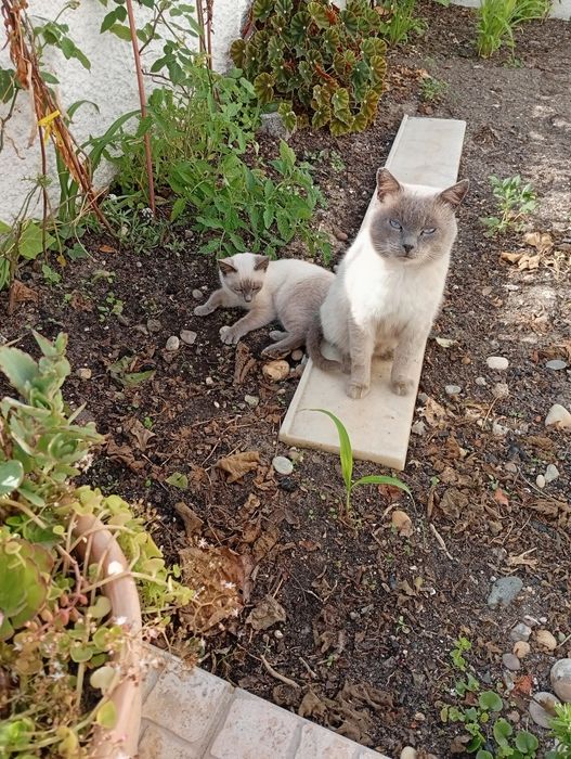 Filhote de gato morando na rua