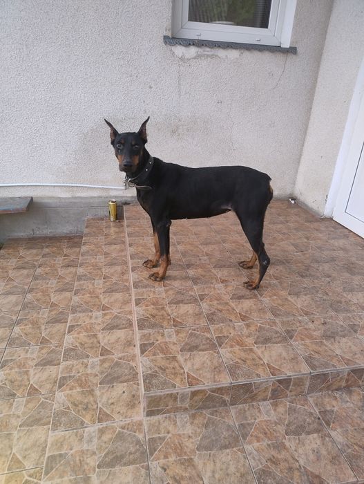 Доберман продається