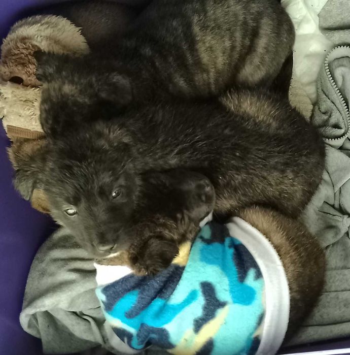 Цуценята незвичайного окрасу