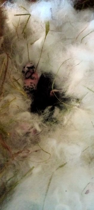 Минни Львиноголовые карликовые крольчата