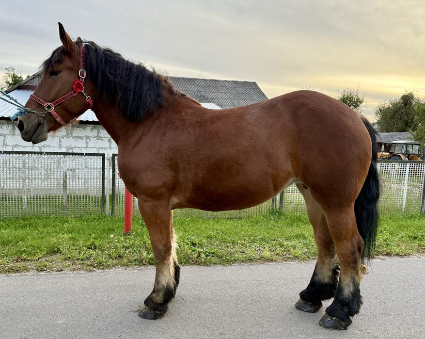 Sprzedam klacz zimnokrwista