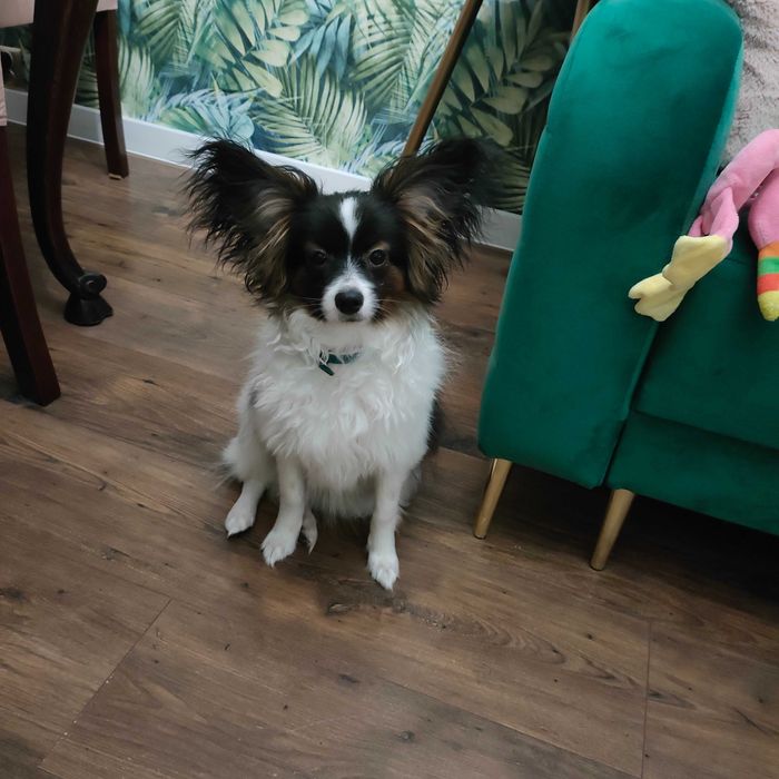 Piesek papillon ZKwP/FCI