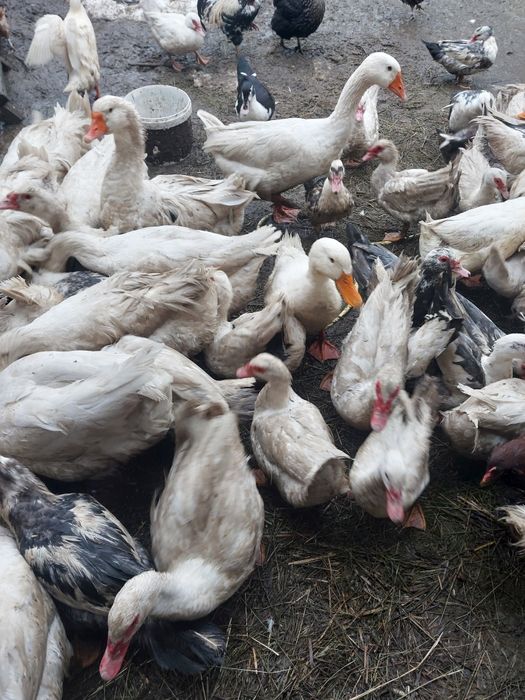 Sprzedam Kaczki i gesi